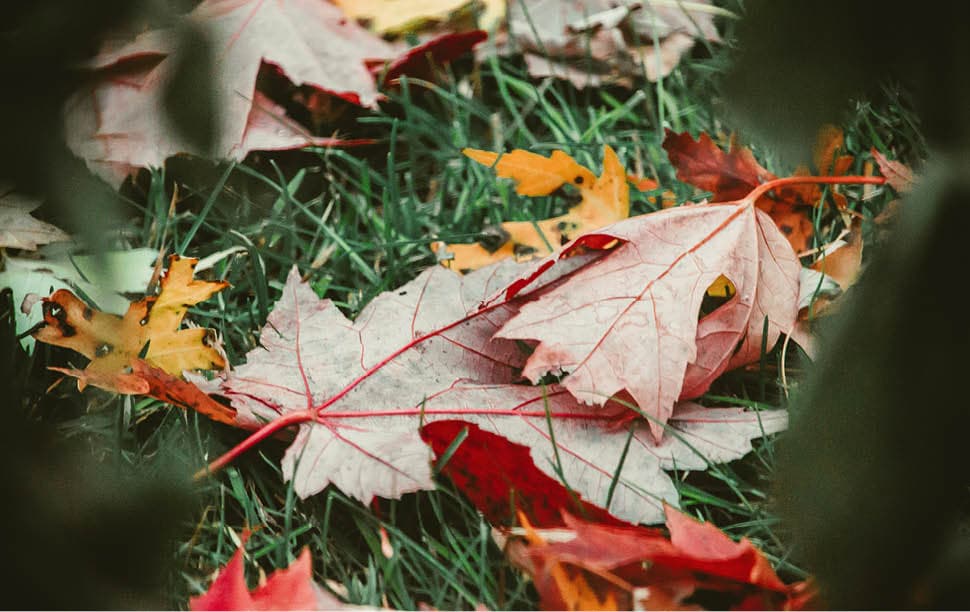 feuilles d'automne feuilles d'automne