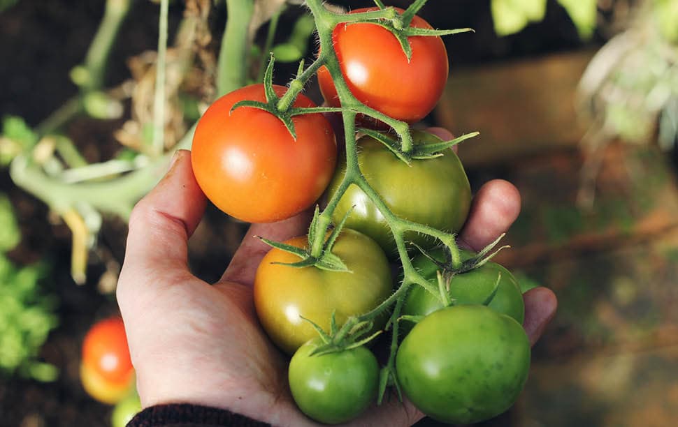 Tomates jardin potager Tomates jardin potager