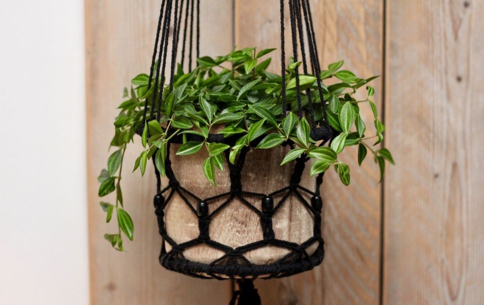 plante suspendue plante suspendue